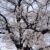 桜の季節3