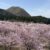 桜の季節6