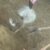 今だけ！？メヒコでフラミンゴの赤ちゃん